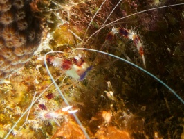 Banded Coral Shrimp IMG 6004